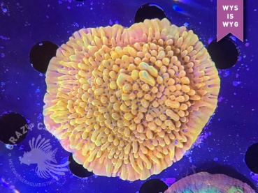 CC Montipora Crazy T